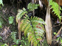 Dryopteris sordidipes