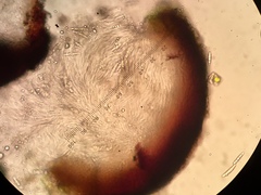 Segestria lectissima