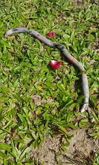 Leposternon microcephalum