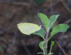 Eurema brigitta rubella