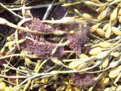 Vertebrata lanosa