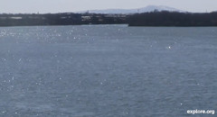 Delphinapterus leucas