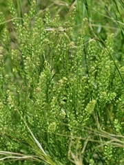 Lepidium austrinum