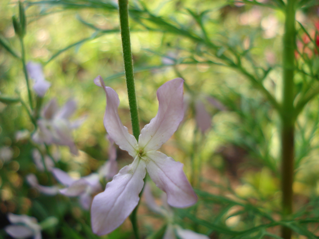 Matthiola longipetala bicornis from Солоное, Беларусь on June 18, 2007 ...