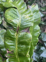 Phytomyza scolopendri