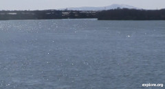 Delphinapterus leucas