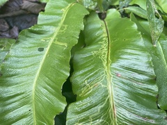 Phytomyza scolopendri