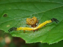 Phrynarachne ceylonica