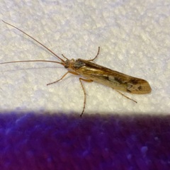 Limnephilus marmoratus