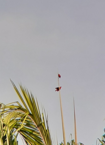 Red-vented Malimbe