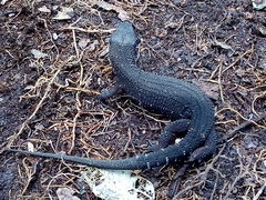 Lepidophyma tuxtlae