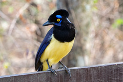Plush-Crested Jay photo 5