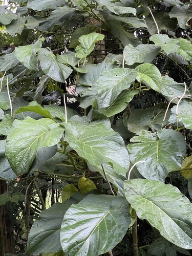Piper auritum - Whole tree