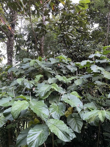 Piper auritum - Leaves