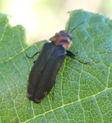Eupristocerus cogitans