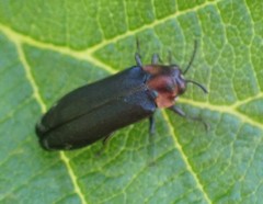 Eupristocerus cogitans