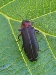 Eupristocerus cogitans