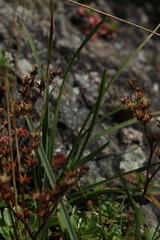 Poa tianschanica