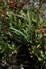 Poa tianschanica