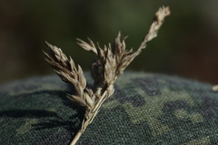 Poa tianschanica
