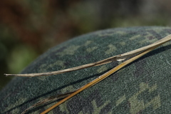 Poa tianschanica
