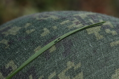 Poa tianschanica