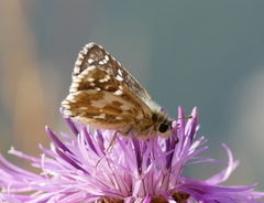 Pyrgus alveus