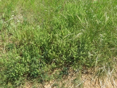 Lepidium austrinum