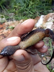 Lepidophyma tuxtlae