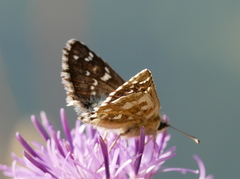 Pyrgus alveus