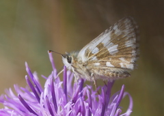 Pyrgus alveus