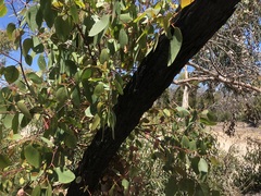 Eucalyptus arenacea