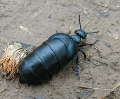 Meloe brevicollis