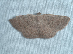 Casbia impressaria