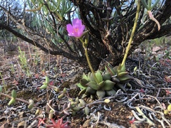 Anacampseros telephiastrum