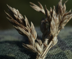Poa tianschanica