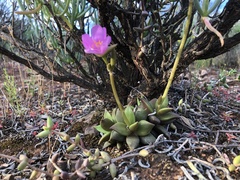 Anacampseros telephiastrum