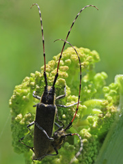 Agapanthia annularis