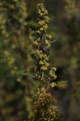 Artemisia santolinifolia