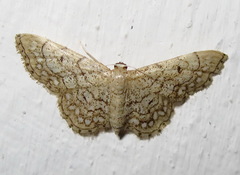 Idaea moniliata