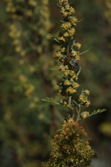 Artemisia santolinifolia