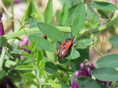 Calocoris nemoralis