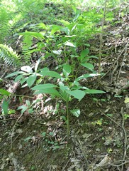 Scopolia caucasica