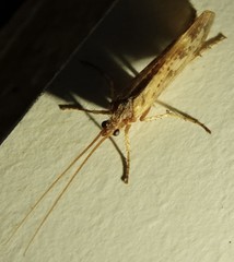 Limnephilus marmoratus