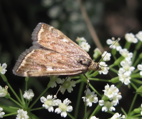 Beet Webworm Moth