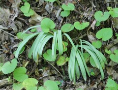 Galanthus alpinus