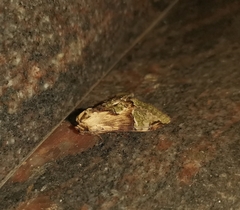 Chadisra bipars