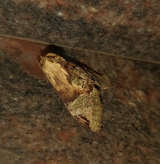 Chadisra bipars