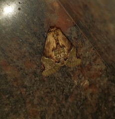Chadisra bipars
