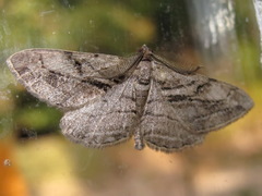 Peribatodes correptaria